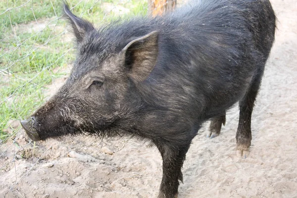 Cochons