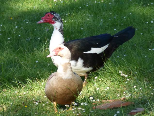 Canard