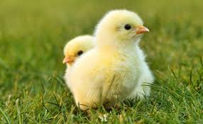 Poussins