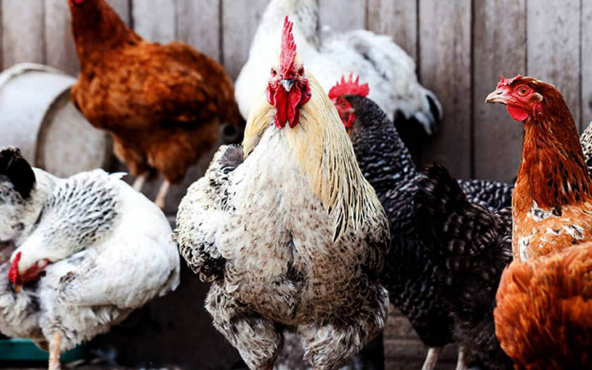 Aviculture