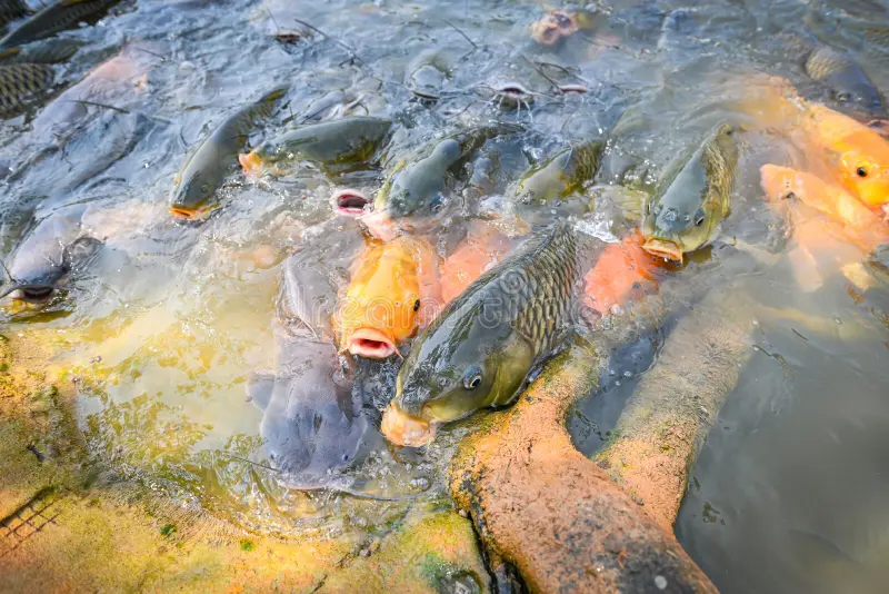 Pisciculture