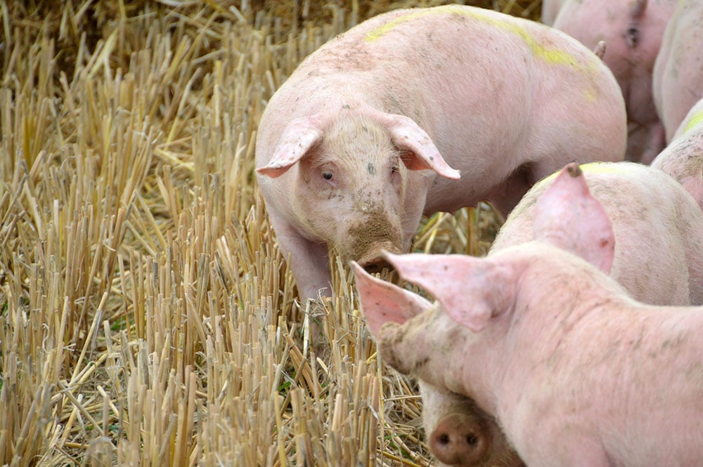 Élevage de Porcs