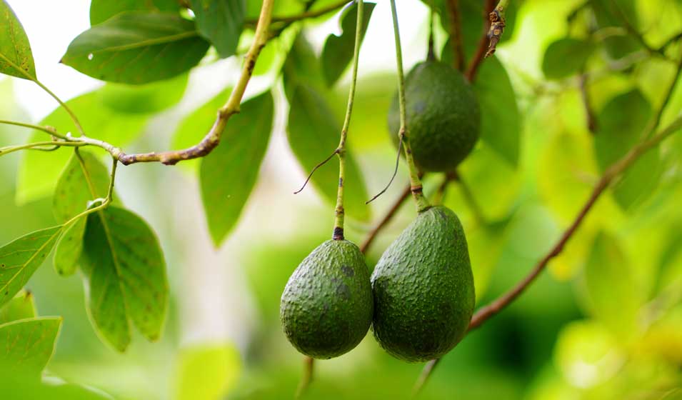 Arbres Fruitiers